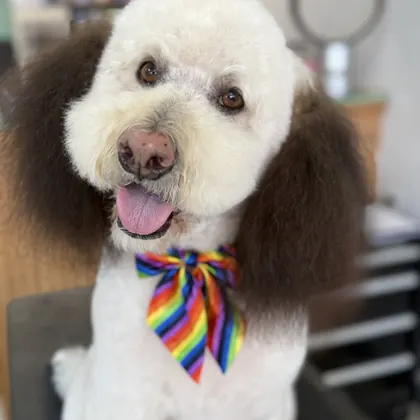 Doggie Parlour, business photo 2