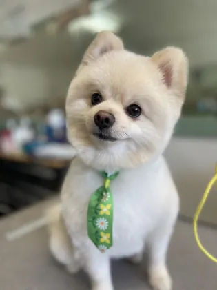 Doggie Parlour, business photo 3
