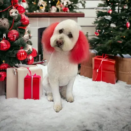 Doggie Parlour, business photo 4